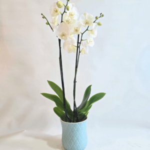 ORQUIDEA BLANCA