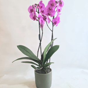 ORQUIDEA ROSA