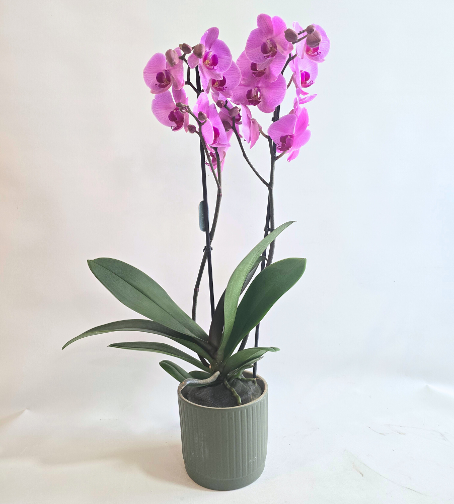 ORQUIDEA ROSA