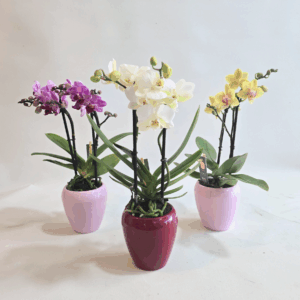 MINI ORQUIDEA