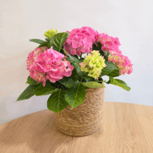 HYDRANGEA ROSA