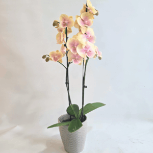 ORQUIDEA VAINILLA