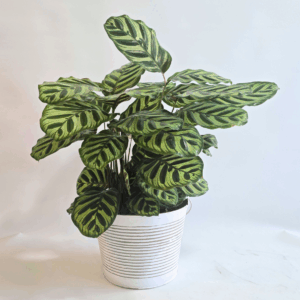 CALATHEA