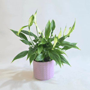 MINI SPATHIPHYLLUM