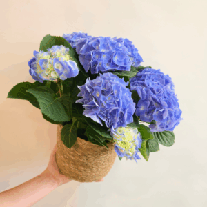 HYDRANGEA AZUL