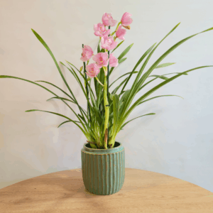 CYMBIDIUM