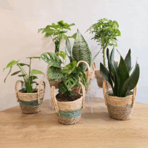 PLANTAS MIX